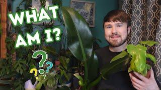 Help Identify Plants! Birthday Plant Haul with Some Mystery Varieties (11 Plants)