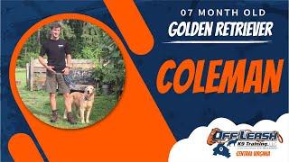 7 Mo. Old Golden Retriever (Coleman) | Best Dog Trainers in Richmond! | Dog Training Richmond