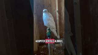 The Siberian Goshawk! Ghost of The North! #falconry