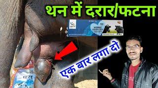 गाय भैंस के थन के कटने फटने दरारों का इलाज || Wisprec Cream | Hada Vets Club | Wisprec Spray ||