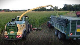 BIG X 1180! Maisernte 2024 !  Häckseln mit Fendt und JohnDeere Traktoren im Emsland!