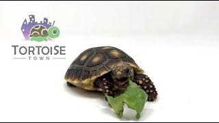 Tortoise Care | Red Foot Tortoise