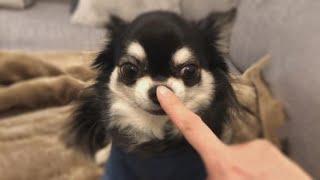 Do NOT boop the chiwawa