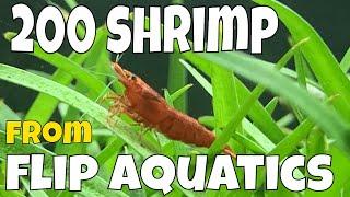 200 SHRIMP UNBOXING!! from Flip Aquatics