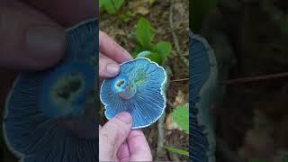 RARE Blue Colored Mushroom Found in the Forest. Indigo Milkcap. Bushcraft / Survival skills
