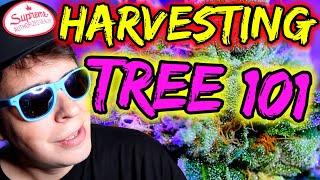 BEST TIMES & WAYS TO HARVEST