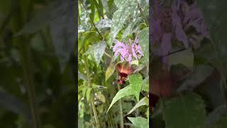 Hummingbird moth and monarch butterfly