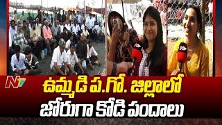 Sankranti Celebrations in West Godavari | Special Report | Ntv