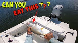 I'm still in SHOCK over this one!!! JACK CREVALLE catch, clean and cook