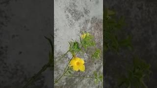 Propagate Allamanda from Cutting / Allamanda Cutting Grow / Allamanda plant From Cuttings #shorts