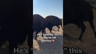 He’s still in rut! #bison #bisonranch #buffalo #oklahoma #wildlife #farming #animals #animalsounds