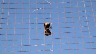 Crow Vs. Cable Tie