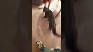 molly-moth making cute noises #cat #cutekittenvideos #cutekitty #kitten #kittens #kittenmeowing