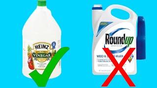 Kill Grass with Vinegar 