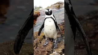 Dancing #penguin #shortsviral #chickendance