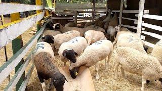 Dorper Sheep Farming in Kenya #farming #sheepfarming #championship #breeding