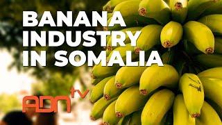 Banana Industry in Somalia [ADNtv NEWS]