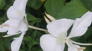 Hedychium coronariumPlant #Vdeo #YoutubeVideo #YTVideo #Flora #Fauna #Flower #Nature #Garden #Stem