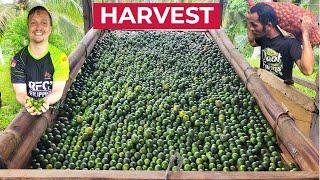 FIRST CALAMANSI HARVEST (Philippines Farming Success?)