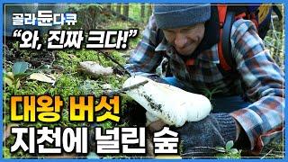 굳이 멀리 안 가도 대물이 널렸다. 몸값 비싼 자연산 송이와 생선 맛 나는 랍스터 버섯 쓸어담는 버섯 채집꾼｜극한직업｜#골라듄다큐