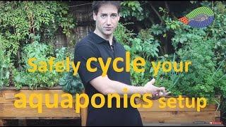 How to safely cycle your aquaponics setup