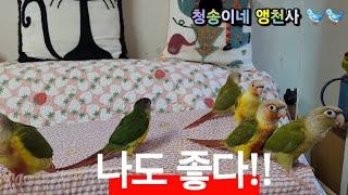 애완조&번식조(bird )