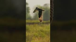 Short-eared owl in flight - Canon R3