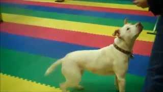 Richmond SCPA School for Dogs Tricks Training