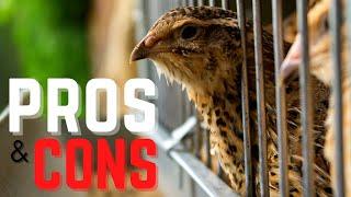 Pros and Cons of Raising Quail