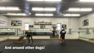 Proformance K9 Board and Train Program