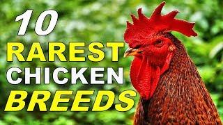 Top 10 Rarest Chicken Breeds