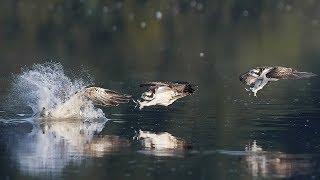 SHOWREEL - Osprey Hunting - Fischadler jagt