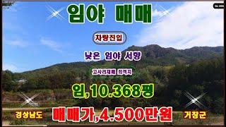 물번,622번) 임야,10.368평 아주 낮은 경사도 매매가,4.500만원에 매매합니다 도랑도 있고 낙엽송 거창군에서 식재 차량진입, 특히 준보전산지가,830평 포함 되여 있습니다