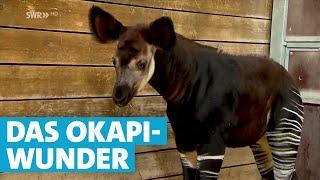 Unbemerkt geboren: Okapi-Baby in der Wilhelma