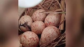 Incubating bird's eggs | How bird's eggs hatch | Suncheese Vlogs