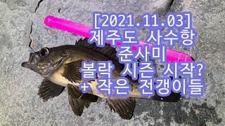 [앵글로퍼 루어낚시]2021년 11월 3일 제주도 볼락루어. 사수항 / 사수동포구 볼락 준사미 나눔, 전갱이 타작!