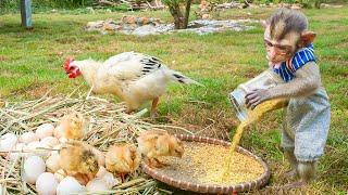 Monkey MiMi's LOVE for His Chicks Will Melt Your Heart!