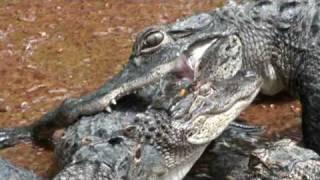 Alligator Fight/Attack: Crocodile vs. Crocodile