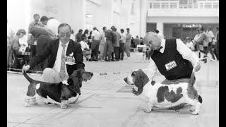 World Dog Show 1990 - Basset Hounds