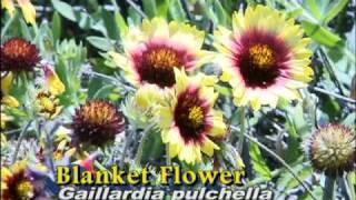 Landscaping with Florida Native Wildflowers by Nature Wise
