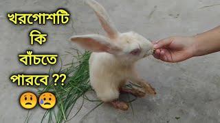 এক অবহেলিত খরগোশের গল্প | Rescue A Baby Rabbit | খরগোশ পালন অবহেলা অযত্ন