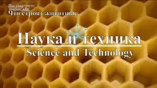 Наука и техника: Что строят животные | Science and Technology: What animals are building. Discovery