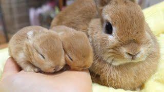 Very popular color rabbit parents and children are too cute [Netherland Dwarf]