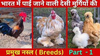 भारत में पाई जाने वाली देसी मुर्गियों की नस्लें | Desi Chicken Breeds in India, Ghagus Chicken Breed