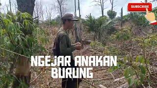 Ngejar anakan burung#burung