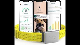 TechTails: Exploring Whistle GPS Health Fitness Smart Dog Collar - Ultimate Dog GPS Tracker