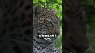 the life of a leopard