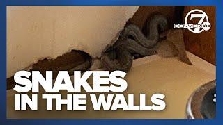 Centennial homebuyer finds snakes in the walls just over a month after closing