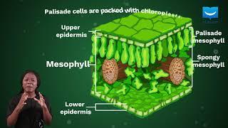 Adaptation of the leaf for photosynthesis | uLesson