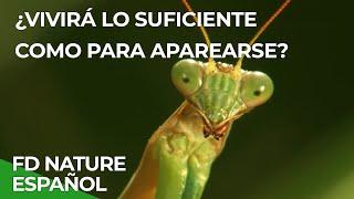 Rápido y Letal, la Velocidad de la Selva | Free Documentary Nature - Español